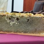 abejas
