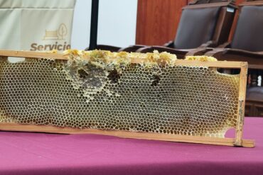abejas