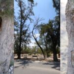 arboles leon