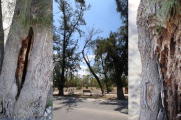 arboles leon