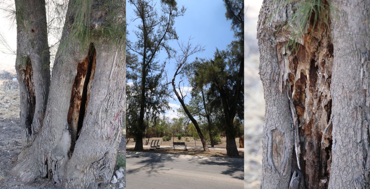 arboles leon
