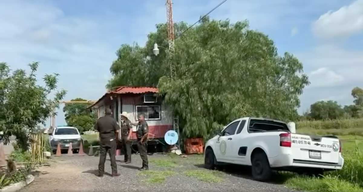gusano campo
