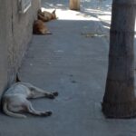 perritos