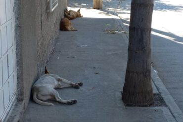 perritos