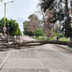 Cae árbol seco sobre avenida Casuarinas; PC realiza labores de retiro IMG 20260616 WA0065 e1781657255483