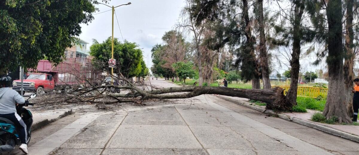 Cae árbol seco sobre avenida Casuarinas; PC realiza labores de retiro IMG 20260616 WA0065 e1781657255483
