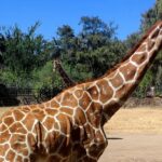 Muere jirafa en accidente en el zoológico de León 748639525 1903938306936887 9108610784899157868 n 1 e1785121595971