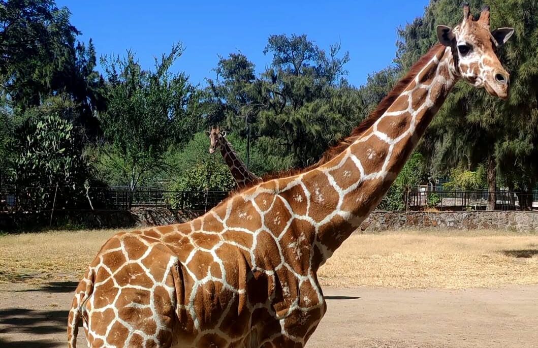 Muere jirafa en accidente en el zoológico de León 748639525 1903938306936887 9108610784899157868 n 1 e1785121595971