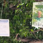 ARBOL DESAPARECIDOS