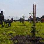 Reforestacion