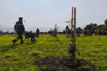 Reforestacion