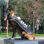 Agentes caninos, clave para trabajo operativo de la Guardia Nacional WhatsApp Image 2026 07 21 at 16.52.23