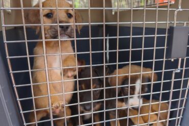 cachorros