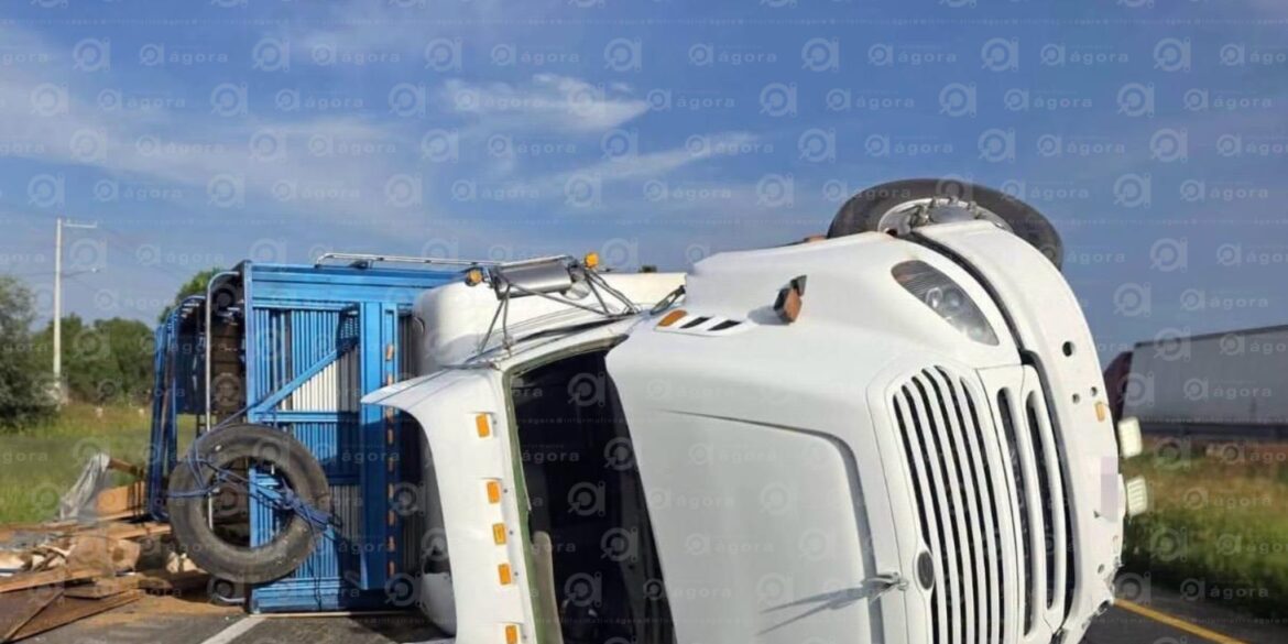 Por librar asalto, vuelca tráiler con 240 borregos en la autopista Salamanca-Celaya photo output