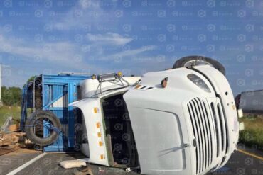 Por librar asalto, vuelca tráiler con 240 borregos en la autopista Salamanca-Celaya photo output