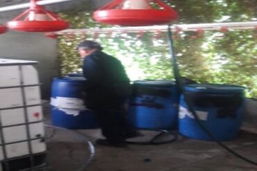 CELAYA CATEO 3